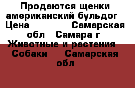 Продаются щенки американский бульдог › Цена ­ 40 000 - Самарская обл., Самара г. Животные и растения » Собаки   . Самарская обл.